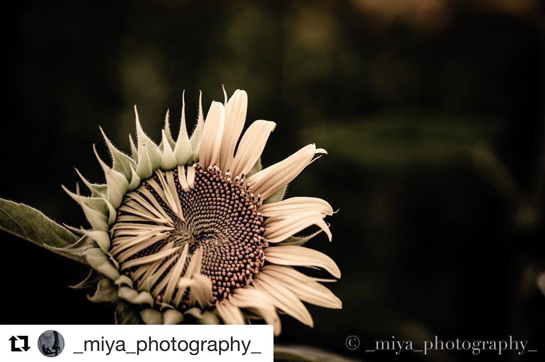 @_miya_photography_ | GifuPhoto