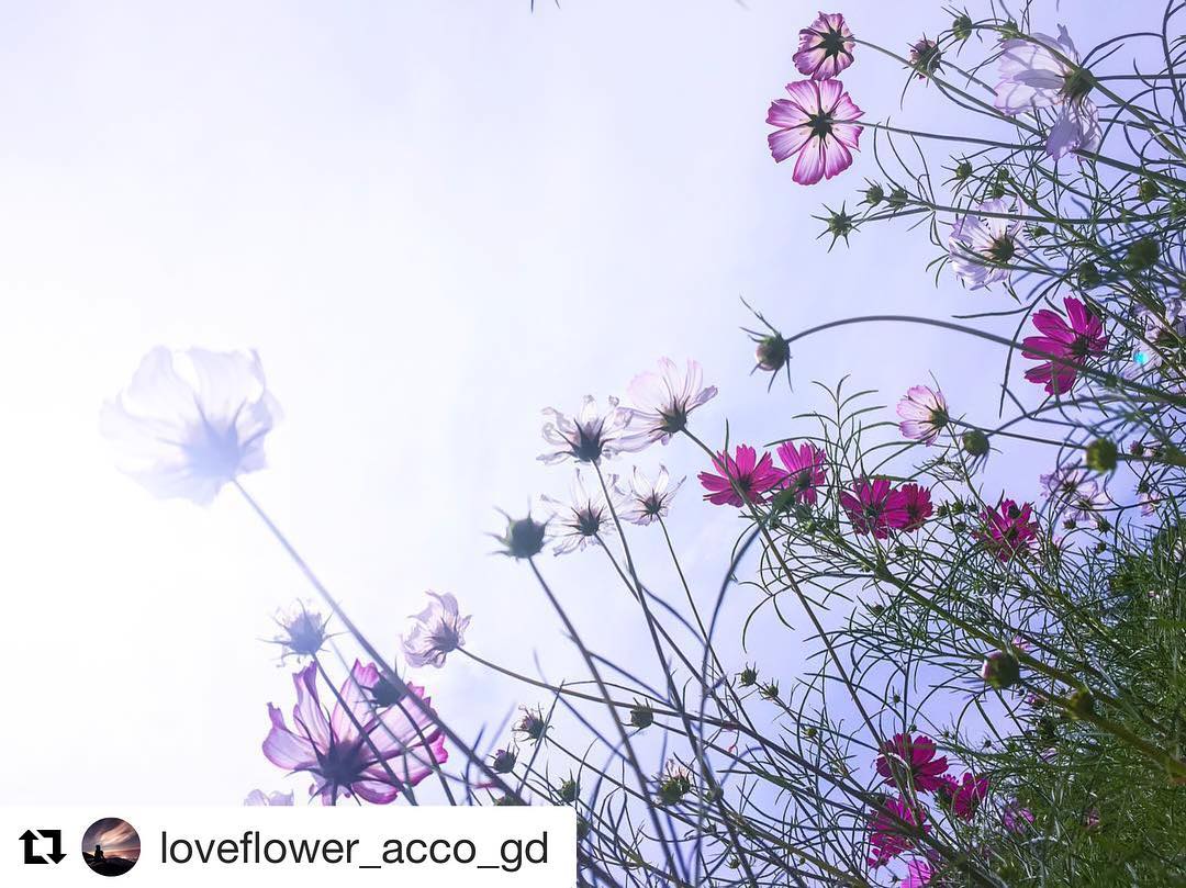 @loveflower_acco_gd | GifuPhoto
