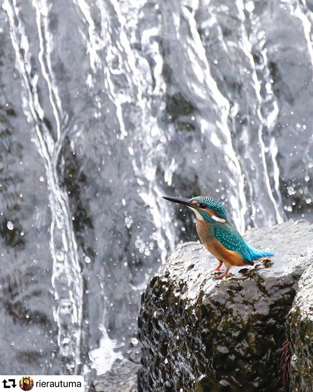 #repost @rierautuma・・・..まさか会えるなんて思ってなかった場所で急に目の前に飛んできた翡翠..なかなか良い場所に止まってくれて何とお利口さん️️️......#カワセミ #kingfisher #翡翠 #野鳥 #バードウォッチング #野鳥撮影 #bird #nature_special_#best_moments_nature#japan_nature_photo #super_japan_channel #art_of_japan_ #japan_great_view#tokyocameraclub #pt_life_ #deaf_b_j_ #ig_phos#love_bestjapan #daily_photo_jpn #special_spot_ #japan_of_insta #team_jp_ #whim_life #focus_ongram#gifuphoto