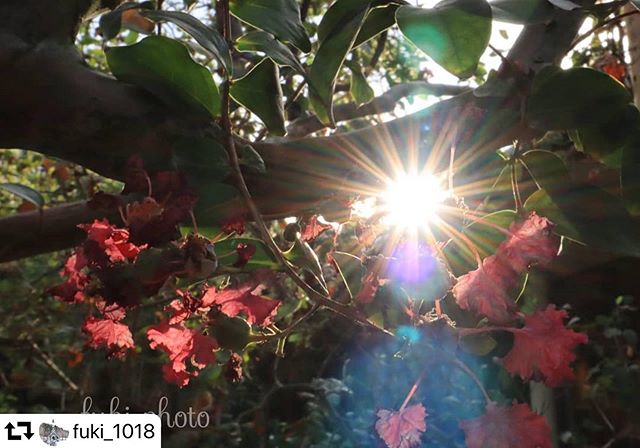 #repost @fuki_1018・・・『光芒とフレア』木々の隙間から見える太陽の陽射しをキラキラにして撮ってみたかったけどなかなかうまく撮れなくて….みんな「簡単に撮れるよ～」って言うけれどなぜか撮れず…。.で、同じカメラの友達に設定とコツを教えてもらったら撮れた！やったぁ！教えてくれてありがとう こんな初心者レベルなことでさえ出来なかったりする私まだまだ、カメラは奥が深いし自分のカメラも使いこなせていない…。.まだまだ初心者マークが必需品の私です????.location…三重県桑名市.#なばなの里#光芒#フレア#happy_rainbowclub_bw#カメラ好きな人と繋がりたい#広がり同盟#岐阜カメラ部#東海カメラ倶楽部#フォトイノ写真部#お写んぽ#日本の絶景#ig_japan #top_favourite_shots #loves_nippon #explorejapan #team_jp#けしからん風景#ptk_night#japan_night_view#NIGHTSHOOTERS#nightphotography#anatabi#every_shot_emotion#gifuphoto#japan_bestpic_