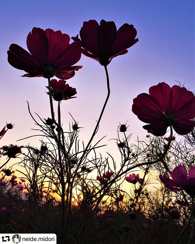 #repost @neide.midori・・・Aguardando ansiosa pelo pico da floração!#cosmos #cosmosflower #cosmosfield #flores#flowers#anoitecer#bluesky#naturezaperfeita #natureza#nature#nightfall#naturelovers#ponyfony_flowers #はなまっぷ2019 #コスモス#コスモス畑#total_shot#nature_special_#hanamap#whim_fluffy#whim_life#bestjapanpics_#japan_daytime_view#lovers_nippon#art_of_japan#japan_of_insta#gifuphoto #大垣コスモス畑