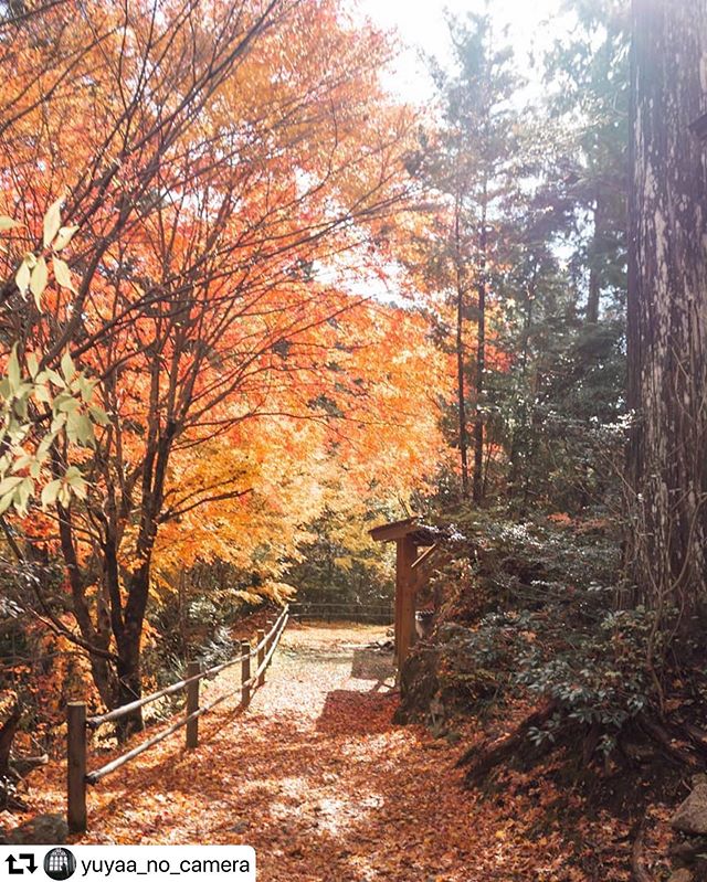 #repost @yuyaa_no_camera・・・..[11/14]..夕森公園は紅葉してましたって報告..雨上がりで太陽出てきていいかんじすぎた️...#夕森公園 #岐阜県インスタ部 #中津川 #紅葉狩り ..#apsで何が悪い #一眼レフのある生活 ..#autumncolors #fallleaves #colorsofautumn ..#lightroom #instagrammable #nakatsugawa ..#gifuphoto #instagramjapan #my_eos_photo #l4l ..#special_spot_ #bestphoto_japan #jaran_travel .