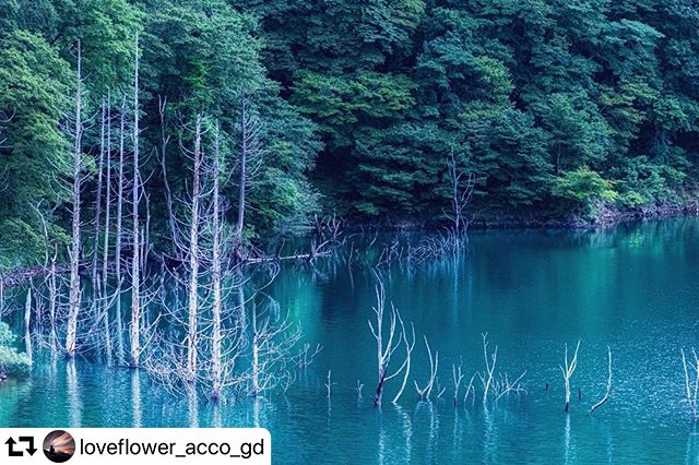 #repost @loveflower_acco_gd・・・立ち枯れ。徳山湖も、そろそろ。。。の目撃情報がツィートされてた行きたいけど、どうしたものか。。。location:岐阜県揖斐川郡#徳山ダム #徳山湖 #立ち枯れ#ap_japan #art_of_japan_ #color_of_day2 #canon_photos #eoskissx9i #daily_photo_jpn #gifuphoto #ap_japan#igersjp #ig_world_colors #japan_photo_share #japan_of_insta #team_jp_ #great_myshotz #my_eos_photo#best_moment_nature#japan_photo_share#tokyocameraclub #写真好きな人と繋がりたい #じゃびふる #tv_asia #love_bestjapan#hubsplanet #みんすと