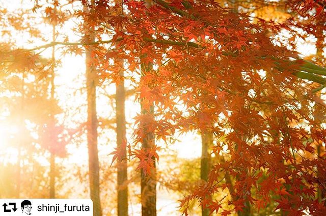 #repost @shinji_furuta・・・八百津町の紅葉も。朝のめい想の森にて。#八百津町 #紅葉 #めい想の森 #gifu #yaotsu #gifuphoto