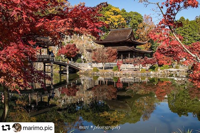 #repost @marimo.pic・・・⋆⋆今日は永保寺へ去年は終わりがけだったので、少し早めに来ました綺麗にリフレクション していて良かった🥰⋆⋆#instagramjapan #instagram #visitjapanjp#lovers_nippon #team_jp #igersjp #light_nikon #phototraveler #longexposure_japan #tajimihot #bestjapanpics #daily_photo_jpn #visit_tokai#art_of_japan #gifuphoto #紅葉 #リフレクション #永保寺#多治見 #カメラ女子 #ファインダー越しの私の世界#カメラ初心者 #逆さ紅葉 #リフレクションのある景色 #誰かに見せたい風景 #誰かに見せたい景色
