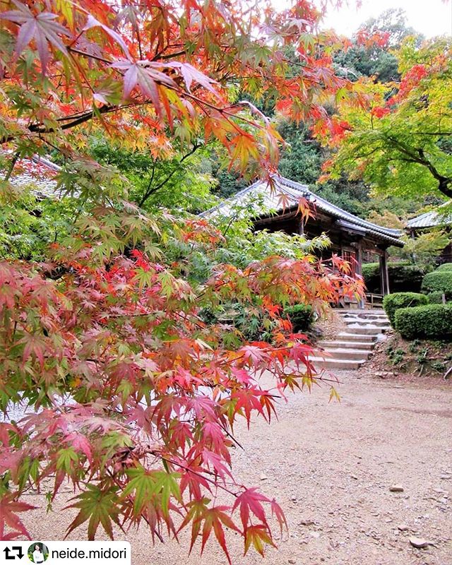 #repost @neide.midori・・・A paisagem aos poucos ganhando cores#folhasdeoutono#outono#naturezaperfeita#natureza#paisagem#nature#naturelovers#landscape#autumn#紅葉#もみじ#秋#朝倉山真禅院#垂井町 #total_shot#nature_special_#hanamap#whim_fluffy#whim_life#bestjapanpics_#japan_daytime_view#lovers_nippon#art_of_japan#japan_of_insta#gifuphoto#japan_bestpic2019/11/09