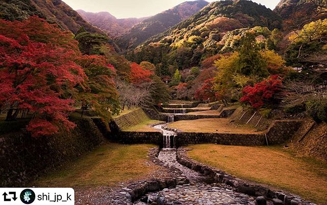 #repost @shi_jp_k・・・養老公園location岐阜県2019.11#紅葉#colore_de_saison#fleur_noblesse#はなまっぷ#私の花の写真#ファインダー越しの私の世界#raw_japan#rox_captures#dark_macro_art#raw_colours#team_jp_#hubsplanet#nature_special_#japan_of_insta#jalan_travel#daily_photo_jpn#lovers_nippon#japan_daytime_view#art_of_japan_#special_spot_#japancollective#photo_shorttrip#カメラのある生活#発見レポ#photo_map#nipponpic_autumn2019 #saison_au2019