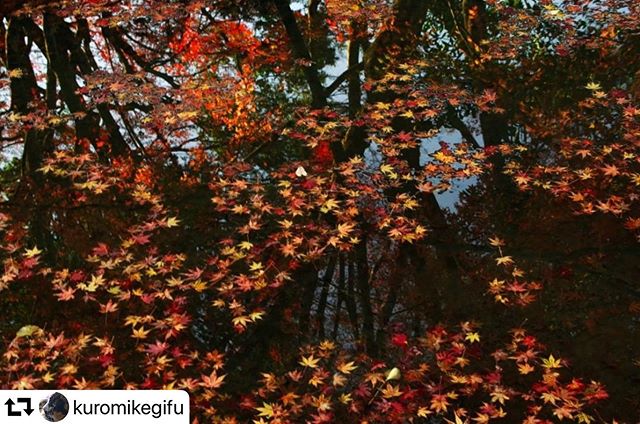 #repost @kuromikegifu・・・#曾木公園 曾木公園の紅葉この頃の寒さで落ち葉が目立つようになってきたライトアップの時は人が多くてとてもいけないが、今もまだきれい！ゆっくり撮れました撮影場所　岐阜県土岐市曽木撮影日　2019-11-30#gifuphoto #土岐市の風景 #落ち葉 #japanphoto #tokyocameraclub #東海カメラ倶楽部 #岐阜インスタ部 #photo_jpn #ダレカニミセタイケシキ #写真で語る私の世界 #ファインダー越しの世界 #sorakataphoto