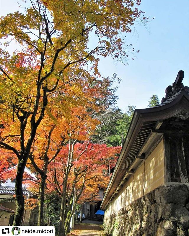 #repost @neide.midori・・・Natureza maravilhosa!#paisagem #outono #folhasdeoutono #autumn #autumncollors #autumnleaves #landscape #landscapephotography #naturezaperfeita #nature#natureza #naturelovers #total_shot#nature_special_#hanamap#whim_fluffy#whim_life#bestjapanpics_#japan_daytime_view#lovers_nippon#art_of_japan#japan_of_insta#gifuphoto#japan_bestpic_#秋 #谷汲山華厳寺2019/11/24