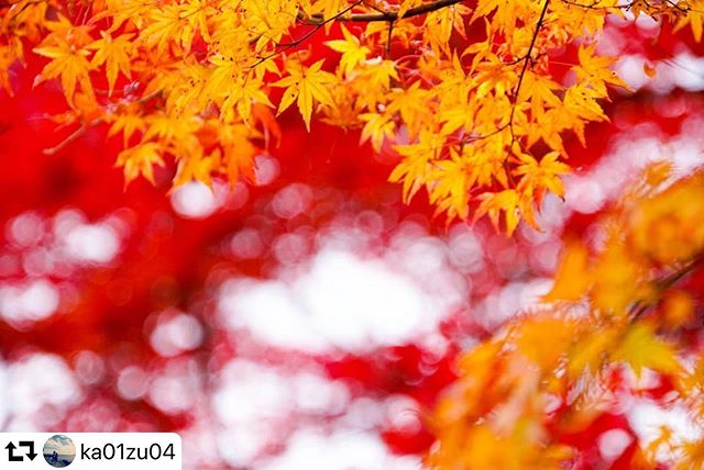 #repost @ka01zu04・・・・鮮やかな色合い・location 岐阜県多治見市・撮影 2019/11/23#紅葉 #gifuphoto #visit_tokai #tokai_camera_club #岐阜県インスタ部 #愛知カメラ部 #jp_gallery #ig_japan_ #wu_japan #japan_photo_now #japan_daytime_view #like4like #loves_nippon #nature_special_ #nipponpic #nature_photo #art_of_japan_ #airy_pics #tokyocameraclub #team_jp_flowers #wp_flower #α7riii #カメラが好き #はなまっぷ #canon70d #_photo_japan_ #カメラ好きな人と繋がりたい #ファインダー越しの私の世界 #写真を撮るのが好き