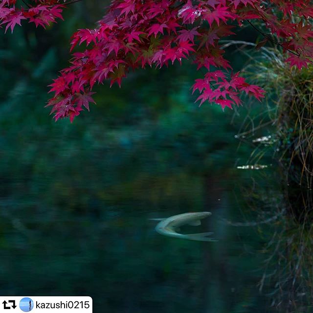 #repost @kazushi0215・・・結局全然撮れなかったのである2019.11.20#岐阜県 #リフレクション #紅葉 #reflection #autumnleaves #daily_photo_japan #japan_daytime_view #art_of_japan_ #ap_japan_ #lovers_nippon  #wu_japan #wp_flower #gifuphoto #tokyocameraclub #amazing_shotz #sorakataphoto #awesome_earthpics #awesome_photographers #best_earthscapes #bestnatureshot #depthsofearth #earthfocus #earthoffical #earthpix #earth_reflect #globalcapture #canon_photos #5dmark4