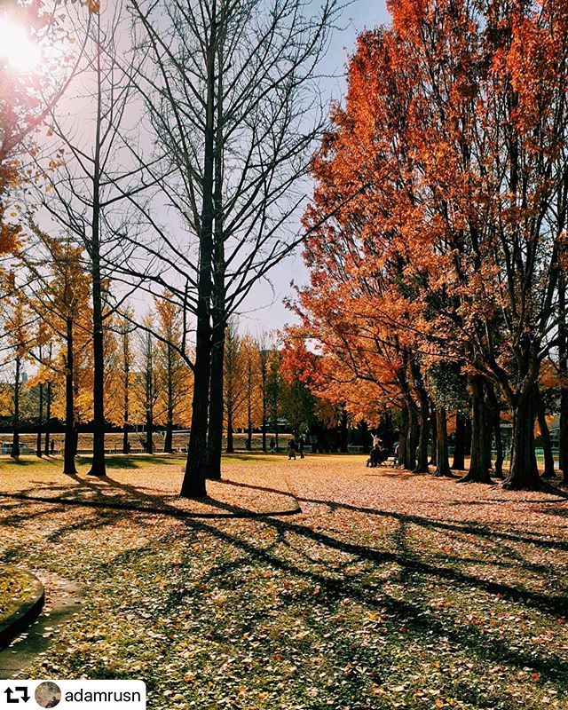 #repost @adamrusn・・・Yuhigaoka Park..#phonephotography#samsungm20photography#gifuphoto #gifushi#parkinjapan#japanpark#momiji#momijigari #岐阜紅葉#岐阜市#vsco#vscojapan#autumninjapan