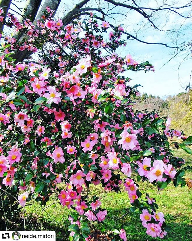 #repost @neide.midori・・・Como não se encantar com tanta beleza.#sasanqua#camelia #flor #flores#camellia #flower #flowers#naturezaperfeita #natureza#nature#flowersloves #つばき #ツバキ #さざんか#椿#total_shot#nature_special_#hanamap#whim_fluffy#whim_life#bestjapanpics_#lovers_nippon#art_of_japan#japan_of_insta#gifuphoto#japan_daytime_view
