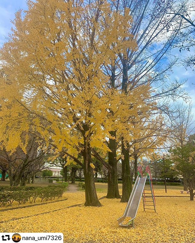 #repost @nana_umi7326・・・#イチョウ#イチョウの絨毯 #紅葉#風景写真#東海カメラ倶楽部 #冬はフットワーク重め#近場でスマホ写真#公園#お写んぽ#gifuphoto#ig_japan#art_of_japan_#nature#ginkgo#leaves#landscape
