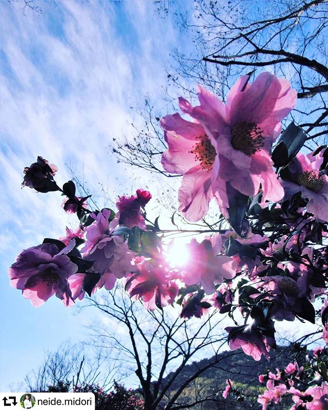 #repost @neide.midori・・・#camelia #flor #flores#camellia #flower #flowers#naturezaperfeita #natureza#nature#flowersloves #つばき #ツバキ #椿#total_shot#nature_special_#hanamap#whim_fluffy#whim_life#bestjapanpics_#lovers_nippon#art_of_japan#japan_of_insta#gifuphoto#japan_daytime_view
