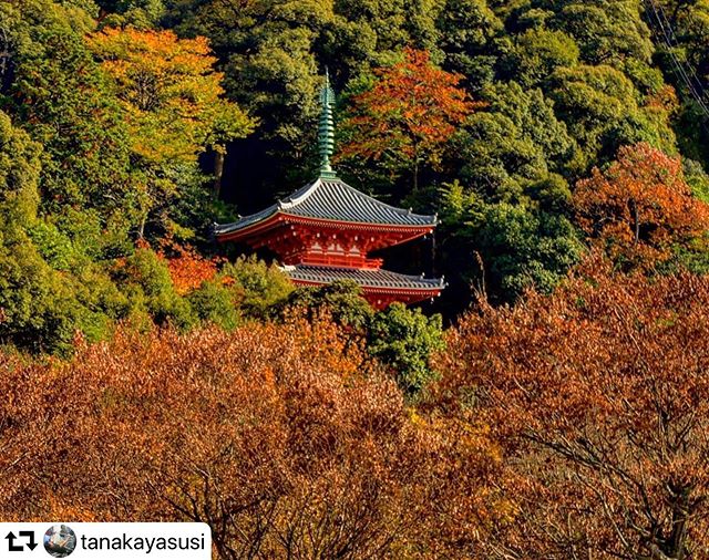 #repost @tanakayasusi・・・岐阜市岐阜公園紅葉に覆われた三重塔……12月7日撮影#photo_jpn #japan_photo_now #gf_longexpo  #total_longexposure #visit_tokai #tripgramjp #bestphoto_japan #super_japan_channel #jalan_travel #total_naturepics #art_of_japan_ #be_one_natura#thehub_longexposure #light_nikon#superphoto_longexpo #special_spot_ #best_moments_nature#total_trees #ig_japangram #retrip_news#total_longexposure#japan_bestpic_ #be_one_world#tokyocameraclub#photo_travelers#gifusta#gifuphoto#jalan_kouyou2019#岐阜県インスタ部#マイタムロンレンズ