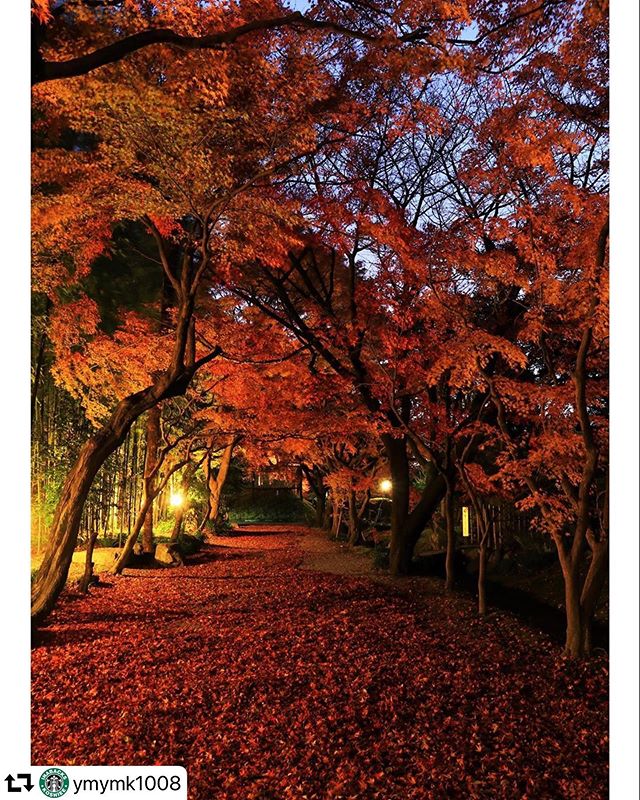 #repost @ymymk1008・・・・・夜のお茶屋屋敷跡紅葉の葉が、ひらひらと落ちる音が聞こえるような静寂の中でした。これで今年の紅葉撮影も終わりかな。（12/13夜）・・こちらはライトアップされていません。長秒露光撮影での風景です。・・・・・・#紅葉#お茶屋敷跡牡丹園 #史跡 #紅葉 #竹林岐阜県大垣市・・#写真撮ってる人と繋がりたい #写真好きな人と繋がりたい #ファインダー越しの私の世界 #土曜日の小旅行 #けしからん風景  #岐阜県インスタ部 #gifusta #gifuphoto #lovers_nippon #special_spot_  #visitjapan #japan_night_view #japan_of_insta #japan_daytime_view #bestjapanpics #art_of_japan_  #jp_gallery #phos_japan #japantravelphoto #pt_life