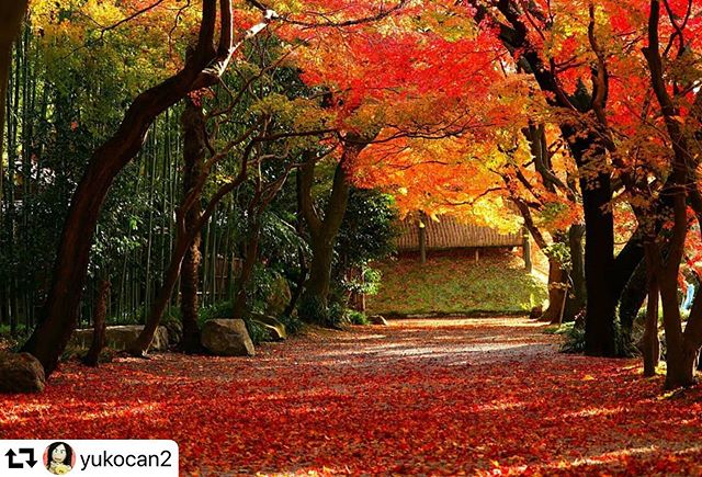 #repost @yukocan2・・・『ご近所もみじパトロール 最終章 横Vr.』 #お茶屋屋敷跡 #尾張徳川家 #江戸時代 #my_eos_photo #eos_canonjp #eoskissx9i #canonasia #japanism #visit_tokai #art_of_japan_ #best_moments_landscape #visitgifu #gifuebooks #lovers_nippon #japantravelphoto #japan_waphoto#japan_great_view #daily_photo_jpn #special_friend___ #art_of_japan_ #jp_gallery #日本ツアーズ #dokoiku #おとな旅プレミアム #こころから #histrip_japan #大垣市 #gifuphoto #岐阜県インスタ部#東海カメラ倶楽部