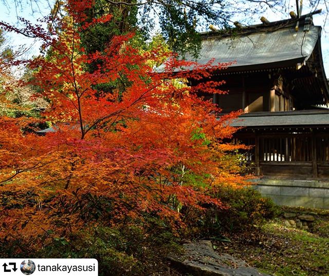 #repost @tanakayasusi・・・岐阜市御手洗護国神社本堂と紅葉やっと見頃迎えました……12月15日撮影#photo_jpn #japan_photo_now #gf_longexpo  #total_longexposure #visit_tokai #tripgramjp #bestphoto_japan #super_japan_channel #jalan_travel #total_naturepics #art_of_japan_ #be_one_natura#thehub_longexposure #light_nikon#superphoto_longexpo #special_spot_ #best_moments_nature#total_trees #ig_japangram #retrip_news#total_longexposure#japan_bestpic_ #be_one_world#tokyocameraclub#photo_travelers#gifusta#gifuphoto#jalan_kouyou2019#岐阜県インスタ部#マイタムロンレンズ