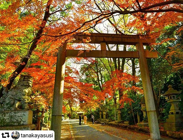 #repost @tanakayasusi・・・岐阜市長良長良天神神社鳥居と紅葉この神社も やっと見頃になりました……12月15日撮影#photo_jpn #japan_photo_now #gf_longexpo  #total_longexposure #visit_tokai #tripgramjp #bestphoto_japan #super_japan_channel #jalan_travel #total_naturepics #art_of_japan_ #be_one_natura#thehub_longexposure #light_nikon#superphoto_longexpo #special_spot_ #best_moments_nature#total_trees #ig_japangram #retrip_news#total_longexposure#japan_bestpic_ #be_one_world#tokyocameraclub#photo_travelers#gifusta#gifuphoto#jalan_kouyou2019#岐阜県インスタ部#マイタムロンレンズ
