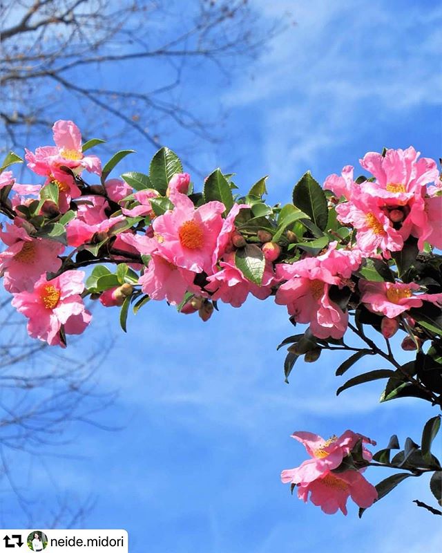 #repost @neide.midori・・・🖼️#sasanqua#camelia #flor #flores#camellia #flower #flowers#naturezaperfeita #natureza#nature#flowersloves #つばき #ツバキ #さざんか#椿#total_shot#nature_special_#hanamap#whim_fluffy#whim_life#bestjapanpics_#lovers_nippon#art_of_japan#japan_of_insta#gifuphoto#japan_daytime_view