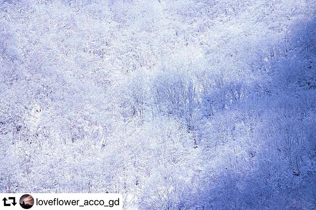 #repost @loveflower_acco_gd・・・ MerryX'mas 。って、今シーズンの雪はまだだから前シーズンの再現像だけど🤣。そう言えば、ホワイトクリスマスって何年も見てないなぁ️☃️️。。。location:岐阜県 徳山ダム##徳山湖 #雪景色#pashadelic #ap_japan #art_of_japan_ #color_of_day2 #canon_photos #eoskissx9i #daily_photo_jpn #gifuphoto #ap_japan#igersjp #ig_world_colors #japan_photo_share #japan_of_insta #team_jp_ #great_myshotz #my_eos_photo #lovers_amazing_group #best_moment_nature#japan_photo_share#tokyocameraclub #写真好きな人と繋がりたい #じゃびふる #japan_bestpic_ #tv_asia #love_bestjapan#hubsplanet #みんすと#addicted_to_colors
