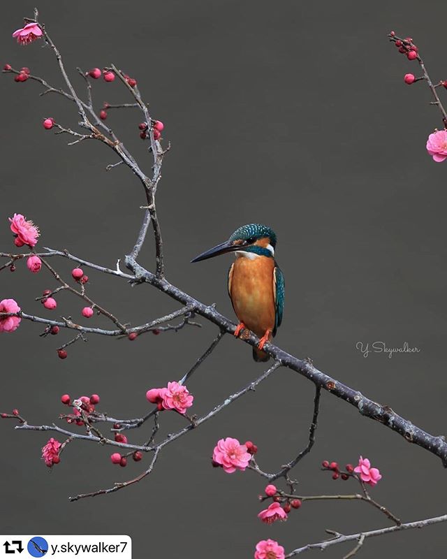 #repost @y.skywalker7・・・カワセミくん.暖冬で 梅の開花が早いみたいでですね。.去年は彼女がいたけど、今年はひとり。。。.カワセミくんにも 春が来るといいね～.location : 岐阜県.Camera : EOS-1DXLens : EF400mm 1: 2.8L IS  USMEXTENDER EF2X Ⅲ.#bird_brilliance#bestbirdshots#your_best_birds#nuts_about_birds#eye_spy_birds#shotsofresh#igs_birds#loves_amazing_group#daily_photo_jpn#japan_photo_share#photo_life_best#eos_canonjp#my_eos_photo#love_bestjapan#japan_great_view#キタムラ写真投稿#nature_special_ #japan_nature_photo #best_moments_nature#野鳥#addictedto_nature#野鳥好きな人と繋がりたい#ひろがり同盟#どんつき同盟#japan_hirogaridoumei#art_of_japan#longexposure_japan_#gifuphoto#岐阜県インスタ部