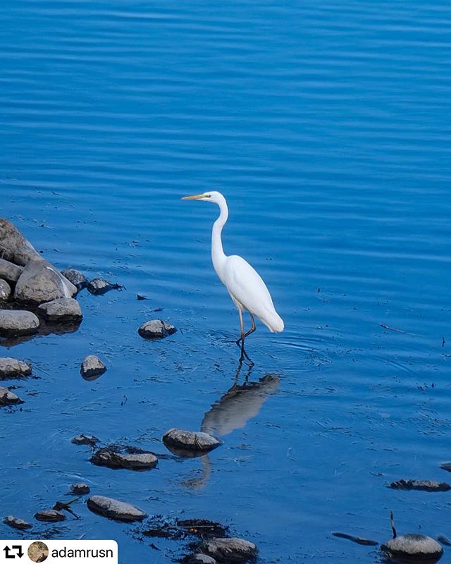 #repost @adamrusn・・・White Egret in Ijira River...#gifuphoto #birds_japan #egretsofinstagram #whiteegret #greatwhiteegret #XM1#xc50230mm #birdsofinstagram#bird_ARN #animal_ARN#blue_ARN