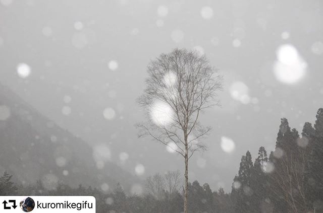 #repost @kuromikegifu・・・#神坂 雪を求めて神坂峠の途中まで強清水から先は冬季通行止めの看板が有りここまで。湯船沢のあたりでは雨だったのがここでは、雪に変わり道路の端が白くなりかけたので戻ってきました。撮影日　2020/1/27#岐阜県中津川市 #gifuphoto #雪が降る #ダレカニミセタイケシキ #神坂峠 #japanphoto #lovers_nippon #everyones_photo_club #東海カメラ倶楽部 #写真で語る私の世界 #pentax