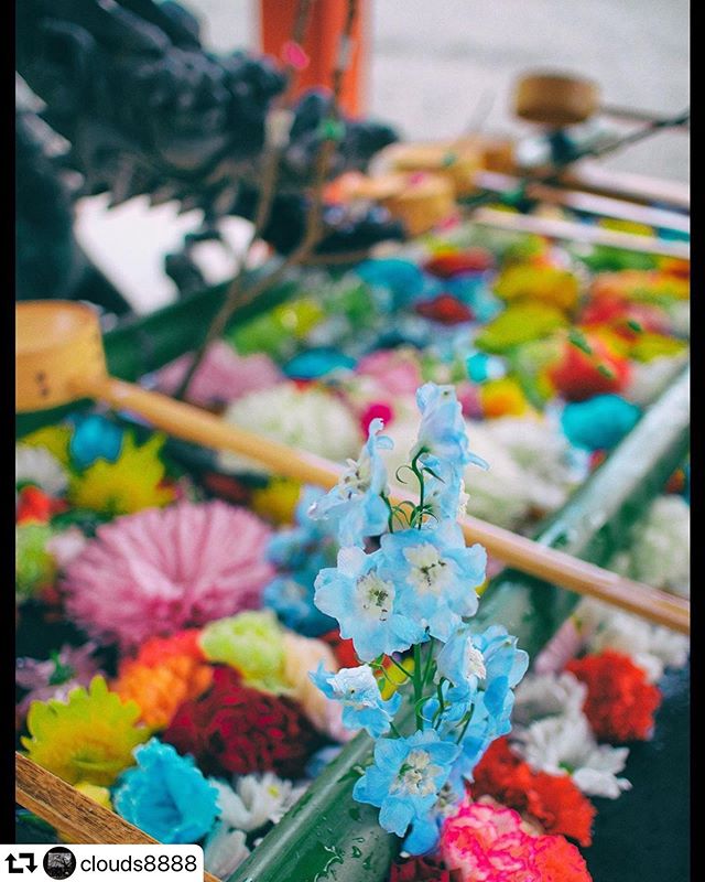#repost @clouds8888・・・2020.2.1#南宮大社#手水舎#花手水#寺社仏閣#垂井町#岐阜#gifu #gifusta #gifuphoto#はなまっぷ#花の写真館#花のある風景#私の花の写真#team_jp_flower#wp_flower#tokyocameraclub#lovers_nippon#special_spot