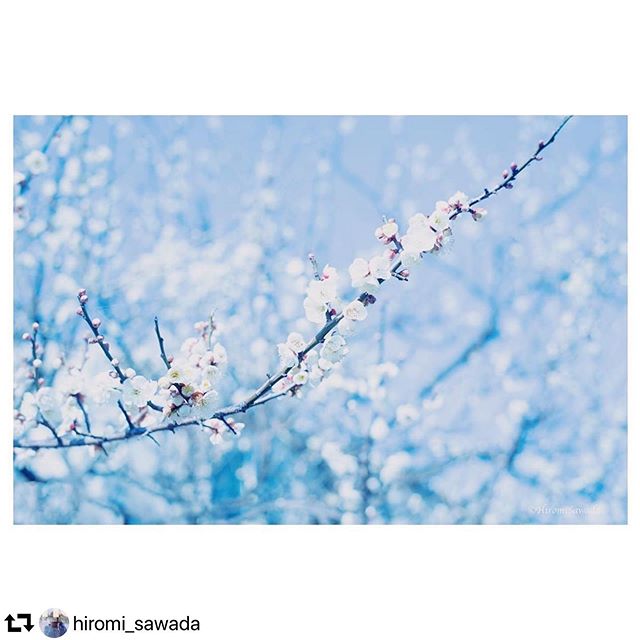 #repost @hiromi_sawada・・・温かな日が続いて岐阜でも梅の花があちこちで咲き始めています。今日から寒気が入ってくるようですが、梅の花はきっと寒さにも耐えてくれることでしょう。#梅 #白梅 #温かな日々 #はなまっぷ #tokyocameraclub #gifu #岐阜#flowerstagram #gifuphoto #instagood #igersjp #japan #sonya7ii