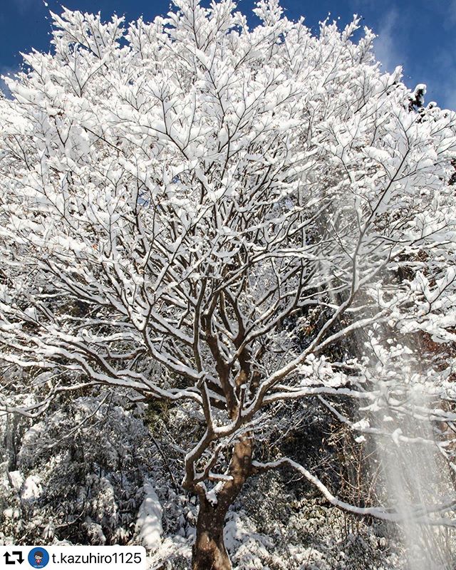 #repost @t.kazuhiro1125・・・．冬はこうでなくちゃ！．．．．．#岐阜県#gifu#gifuphoto #高山市#飛騨高山#hida#takayama #雪#snow#いまそら #散歩#ウォーキング#キャノン #canon #canon5dmark2 #一眼レフ