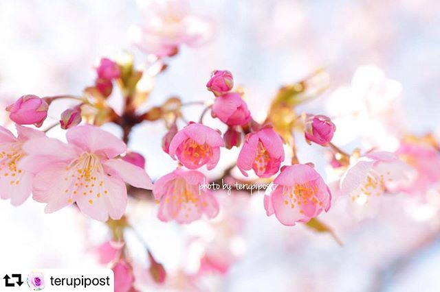 #repost @terupipost・・・河津桜が咲きましたまだ咲きかけの花が可愛い️#桜 #さくら #cherryblossom #河津桜 #はなまっぷ #kokohana #gifuphoto