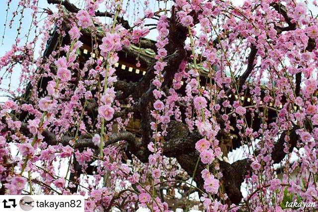 #repost @takayan82・・・梅の花まみれlocation:#岐阜#はなまっぷ #梅 #垂れ梅 #plumblossom #plumflower #ume #apsでお花見 #japan_of_insta #japanpic #japanphotography #pashadelic #japan_aps_photo #naturephotography#naturel_shot #light_nikon #nikonphotography #plumgarden #photooftheday #photo_jpn #写真好きな人と繋がりたい #写真撮ってる人と繋がりたい #写真上手くなりたい #art_of_japan_ #lovers_nippon #gifuphoto #inspiring_shot #ファインダー越しの私の世界#tokai_camera_club