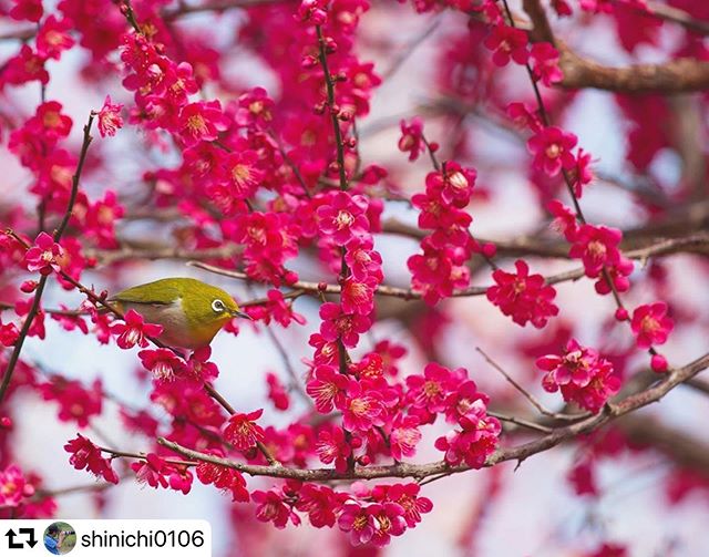 #repost @shinichi0106・・・「ウメジロー」岐阜のとある場所で梅に来たメジロを発見。周りの白梅には目もくれず、紅梅にいっぱい来てました。蜜が多いんでしょうか？季節は梅から桜へ。2020.3.1#Japan_Daytime_View#tokyocameraclub#japan_photo_now#japan_of_insta#ウメジロー #はなすたぐらむ#best_moments_nature #花マクロ部#ptk_nature#japantravelphot#lovers_nippon#Nipponipic#retrip_nippon#loves_amazing_group#写真撮っている人と繋がりたい#写真好きな人と繋がりたい#花の写真館#photo_shorttrip#広がり同盟#daily_photo_japan#longexposore_japan#岐阜県インスタ部#はなまっぷ#sorakataphoto#apsでお花見 #gifuphoto#lory_pastelflowers#japan_aps_photo#japan_bestpic_