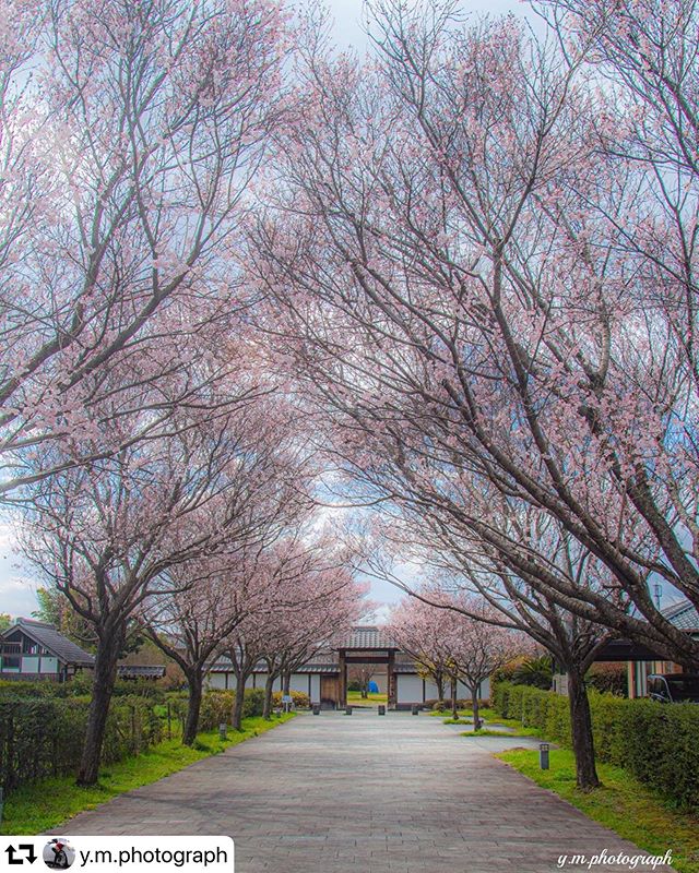 #repost @y.m.photograph・・・今年も貸切最高 location：旗本徳山陣屋公園/岐阜県day：3/20#raw_japan  #旗本徳山陣屋公園 #great_myshotz  #lovers_amazing_group #whim_life  #gifuphoto #tokyocameraclub #jalan_sakura2020 #bestphoto_japan#japan_daytime_view #daily_photo_jpn #photo_jpn #art_of_japan_#love_bestjapan #japan_night_view #ig_japan#japan_bestpic_#photo_travelers #gw_worldpics #special_spot_ #ap_japan_  #japan_waphoto #bestphoto_japan  #photo_life_best #いいね返し #岐阜県インスタ部#retrip_nippon #everyones_photo_club#japan_great_view #japan_aps_photo