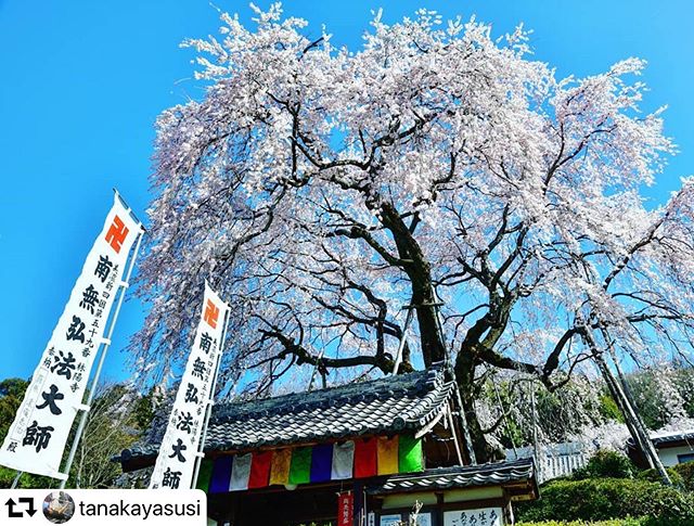 #repost @tanakayasusi・・・岐阜市岩田林陽寺満開のしだれ桜と青空と旗3月23日撮影#photo_jpn #japan_photo_now #gf_longexpo  #total_longexposure #visit_tokai #tripgramjp #bestphoto_japan #super_japan_channel #jalan_travel #total_naturepics #art_of_japan_ #be_one_natura#thehub_longexposure #light_nikon#superphoto_longexpo #special_spot_ #best_moments_nature#total_trees #ig_japangram #japan_bestpic_ #be_one_world#tokyocameraclub#photo_travelers#gifusta#gifuphoto#tokai_press#tamronjp#岐阜県インスタ部#東海カメラ倶楽部