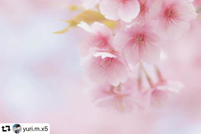 #repost @yuri.m.x5・・・桜の季節がやってきました去年はインフルにかかってあんまり出かけれなかったから今年はたくさん行きたいな〜🥺・・・#岐阜 #gifusta  #gifuphoto #はなまっぷ #wp_flower #flowerstagram #jp_flower #花の写真館 #jp_blossoms #lovers_garden #ip_blossoms #bns_flowers  #japan_night_view  #pt_life_ #colore_de_saison #bestphoto_japan #　#桜　#河津桜 #夜叉堂