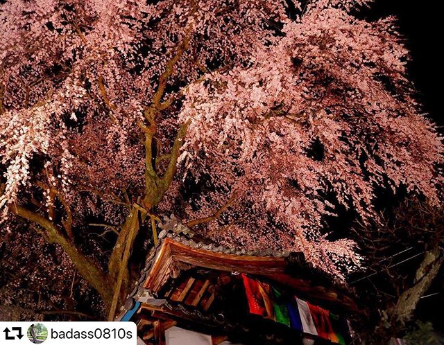 #repost @badass0810s・・・Cherry Blossom .Shidaresakura..春〜Spring〜Ⅴ⛩..桜が上から降ってきそう.﻿.﻿週末は雨☂️️☂️..location:岐阜県岐阜市岩田【#林陽寺 】﻿撮影日:2020年3月21日.﻿.﻿.﻿.﻿.﻿#japan_waphoto #なごとれ#東海カメラ倶楽部#nipponpic﻿.﻿#photo_map #deaf_b_j_ ﻿#japan_aps_photo#visit_photo_club ﻿#look_japan﻿#ptk_japan ﻿.﻿#love_bestjapan ﻿#モノグラベストアワード .﻿#val_co #japan_great_view#gris_premium﻿.﻿#everyones_photo_club#_photo_japan_﻿#retrip_nippon﻿.﻿#岐阜県インスタ部 #bestjapanpics_﻿#scenic_jp﻿.﻿#matcha_jp﻿#愛camera部#gifuphoto #apsでお花見 #gifuebooks#japan_wasakura#great_nightshotz