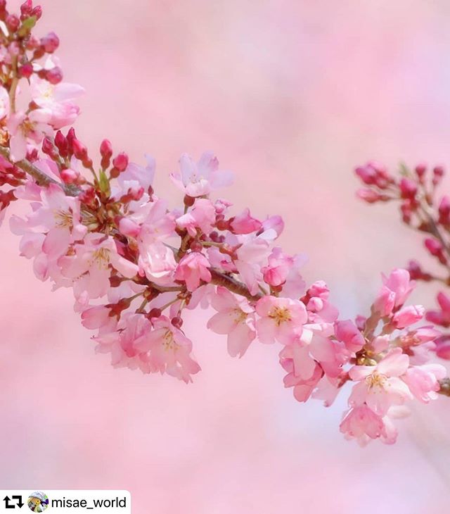 #repost @misae_world・・・届けたい花…#さくら各務野自然遺産の森#花便り#花写真#花フォト#はなまっぷ #花フレンド#日本の春#花のある風景#world_best_flower #lory_pastelflowers #flowers_of_our_planet #best_moments_flower #tv_flowers#total_flowers #instagramflowers#flowerpicture#gifuphoto#flowerphotography #flowerleaves#artofjapan#springinjapan#photojapan #cherryblossom#japanphotoR 2・3・21 photo
