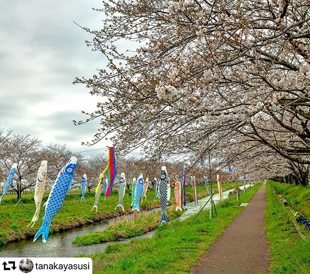 #repost @tanakayasusi・・・岐阜市西郷板屋川沿い桜並木と鯉のぼり桜見頃迎えてます……3月30日撮影#photo_jpn #japan_photo_now #gf_longexpo  #total_longexposure #visit_tokai #tripgramjp #bestphoto_japan #super_japan_channel #jalan_travel #total_naturepics #art_of_japan_ #be_one_natura#thehub_longexposure #light_nikon#superphoto_longexpo #special_spot_ #best_moments_nature#total_trees #ig_japangram #total_longexposure#japan_bestpic_ #be_one_world#tokyocameraclub#photo_travelers#gifusta#gifuphoto#tokai_press#tamronjp#岐阜県インスタ部#東海カメラ倶楽部