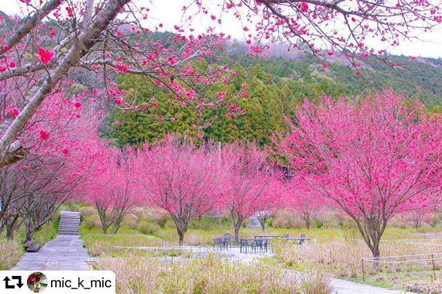 #repost @mic_k_mic・・・ 岐阜県より桜の巡回中に見つけた通りがかりの風景 花桃でしょうか？まだ　半分も咲いていないけど濃い紅色の　花びらが綺麗な花でした こうやって　週末に撮った写真を投稿している私ですが　最大限に人とは接触しない‍♀️ 写真を投稿するのって自粛を無視する人達を煽るようなことになるのかな？ 桜は来年必ず咲くことを信じて　過去pic祭りにするべきなのかな？いろんな考えが有ると思うけど..... #kokohana#心に花を#visit_tokai#花好きな人と繋がりたい#はなまっぷ#花の写真館#私の花の写真#ザ花部#花フレンド#wp_flower #tv_flowers#team_jp_flower#flower_special_#lovely_flowergarden #9vaga_softflowers9 #rainbow_petals #kokohana#ふんわり写真部#ドリーミーフォト　#bokehphotofan#キタムラ写真投稿　#ptk_japan #ファインダー越しの私の世界#tokyocameraclub#写真好きな人と繋がりたい#写真で語る私の世界#cnw_flowers #fav_flowers#gifuphoto #風景写真を撮るのが好きな人と繋がりたい