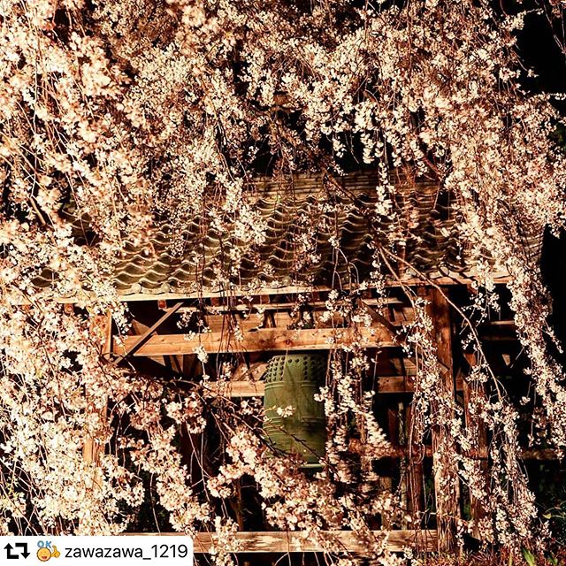 #repost @zawazawa_1219・・・市内の桜が見頃を迎えました天候にもよりますが、4月初旬まで楽しめると思います。今後市内の各名所の状況をアップしていきますが、ブログに掲載しましたので、よろしければプロフィールから、ブログをご覧ください。写真は昨日に続き専通寺のシダレザクラです。#海津市 #岐阜 #岐阜県 #岐阜県インスタ部 #東海カメラ倶楽部 #広がり同盟 #写真撮ってる人と繋がりたい #写真が好き #ファインダー越しの世界 #ファインダー越しの私の世界 #桜 #しだれ桜 #はなまっぷ #j_world_jp #love_bestjapan #ig_japan #team_jp_ #gifuphoto #pt_life_ #bestjapanpics #ptk_japan #igersjp #photo_jpn #pixlib_jp #best_moments_nature #japan_night_view #loves_nippon #japan_of_insta #flower_special_