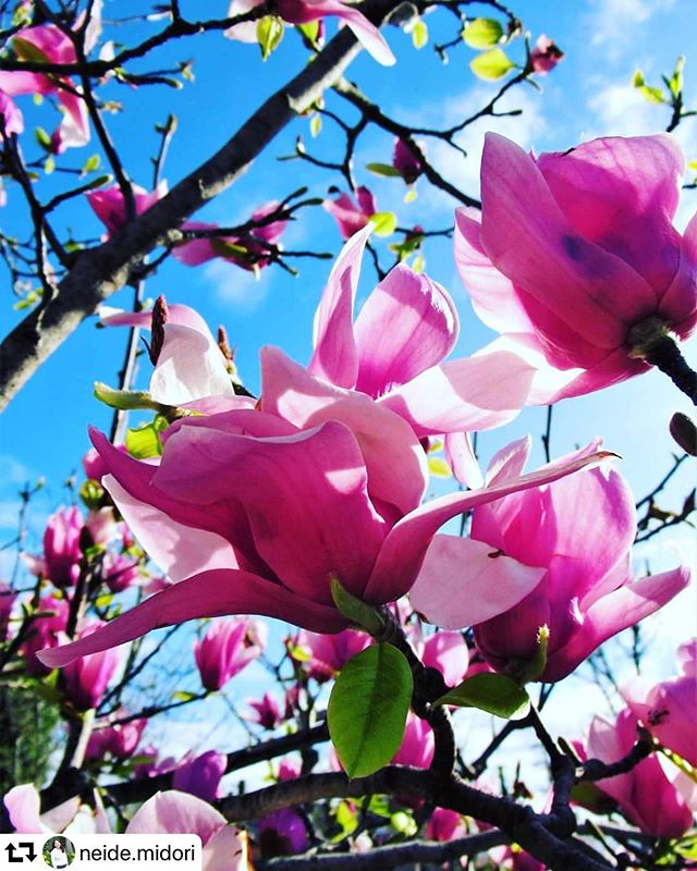 #repost @neide.midori・・・Magnólias.#magnolia #モクレン #木蓮 #primavera #spring #春#naturezaperfeita #natureza#nature#flowers #flowersloves #total_shot#nature_special_#hanamap#whim_fluffy#whim_life#bestjapanpics_#japan_daytime_view#lovers_nippon#art_of_japan#japan_of_insta#gifuphoto#japan_bestpic_