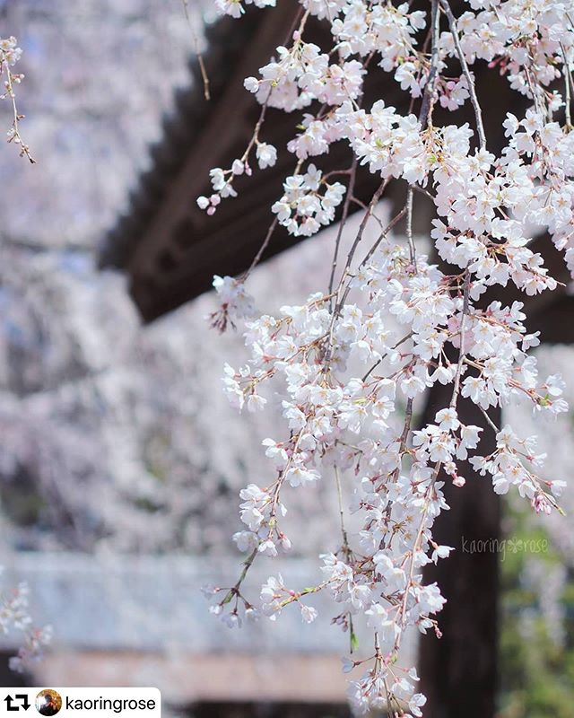 #repost @kaoringrose・・・❀⁎𖧞⌑⃰❀𓅶今年の花見は自粛&我慢だけど来年はどうなってるんだろう、来年もまた美しい桜が見えるかな。*****𓅸2020.3.26𓅸****#専通寺#しだれ桜  #岐阜県海津市*******#はなまっぷ #art_of_japan_#japan_daytime_view #photo_jpn #special_shots#dairy_photo_jpn#your_best_birds#bird_brilliance #jalan_travel#retrip_nippon#retrip_gifu #top_favourite_flowers #flower_special_#lovers_nippon #私の花の写真#wp_flower#ファインダー越しの私の世界#東海カメラ倶楽部#tokai_camera #visit_tokai #写真で伝えたい私の世界 #愛camera部#gifuphoto