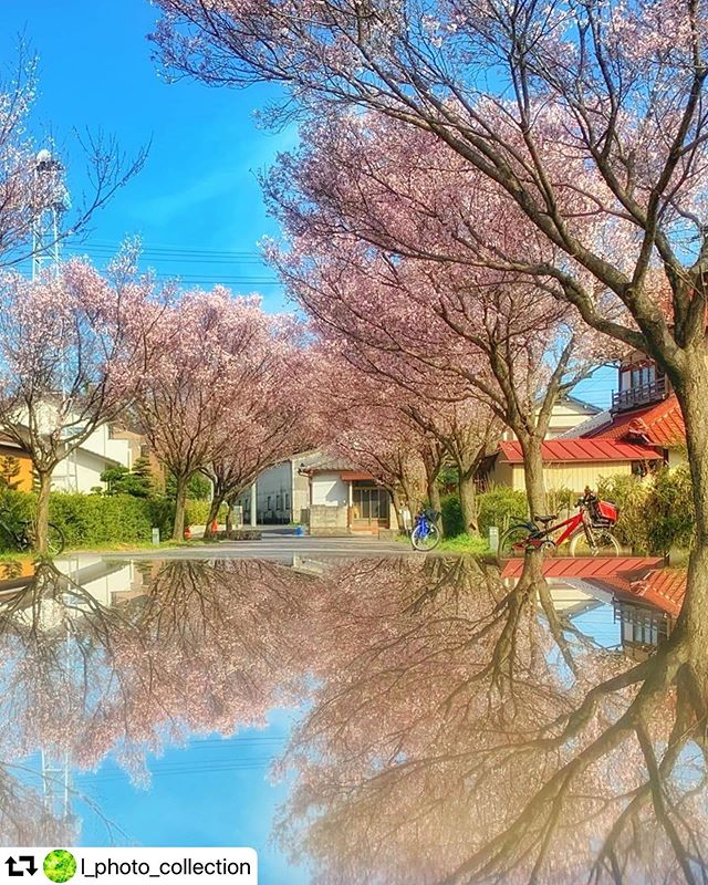 #repost @l_photo_collection・・・︎.孤独な桜道..数人の子供たちは自転車を置いて広い場所に行ってしまいました。桜の下は誰もいません。コロナ🦠の影響もあって寂しい昼下がりでした.せめてリフレで華やかに...Location︎岐阜2020.3..#ptk_love #広がり同盟  #ap_japan_ 　#love_bestjapan #a_j_photo #tankensurujapan  #jalan_2020 #ptk_japan #japan_daytime_view #igersjp  #art_of_japan_ #hubsplanet #lovers_nippon #wu_japan  #special_spot_  #japan_of_insta  #sorakataphoto #retrip_nippon #giapponizzati #loves_japan  #nature_special_ #ig_fotografdiyari  #ファインダー越しの私の世界 #gifuphoto #visit_tokai #私の花の写真　#reflection_super_pics#super_reflection_channel #gifusta