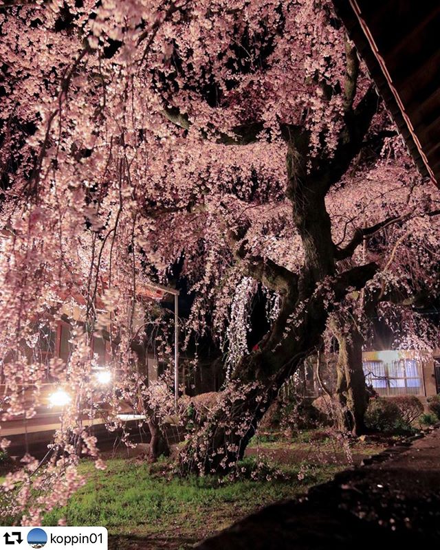 #repost @koppin01・・・ちょっと前の専通寺さんのライトアップきれいだったなあこの日は風が強い日でお花が揺れる揺れる数人のカメラマンさんがいらしてて、暗がりなので人がいる事に気づかなくて撮影の邪魔になってたかも今日はこれから仕事前に二ヶ所、仕事終わりに一ヶ所桜スポットに寄ってみようかな#photography #photo_jpn #photo_travelers #best_moments_flora #best_moments_shots #retrip_nippon #lovers_nippon#nature_special_ #photo_travelers#deaf_b_j_#canon_image_gateway #special_friend___#mycanon365#はなまっぷ #phx_flowers#myheartinshots #広がり同盟 #floral_shots #floral_perfection#tv_flowers #sorakaraphoto #nippon_pic#ig_phos#superb_flowers#colore_de_saison #じゃびふる #japan_travel_photo #gifuphoto @olympus_breakfree #breakfree_olympus#olympus_japan