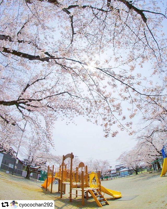 #repost @cyocochan292・・・りんちゃんはどーこだ#りんちゃんを探せ #佃公園 2020.4.3#team_jp_ #tokyocameraclub #東京カメラ部 #Lovers_Nippan #desf_b_j_ #special_spot_ #icu_japan #ig_cameras_united #art_of_japan_ #whim_life #bestjapanpics #wp_japan #daily_photo_jpn #japan_of_insta #photo_shorttrip #キタムラ投稿写真 #japan_daytime_view #IG_JAPAN #lovers_amazing_group#広がり同盟 #photo_map #sorakataphoto#travel_drops #visit_tokai#gifuphoto#岐阜県インスタ部#gifuebooks