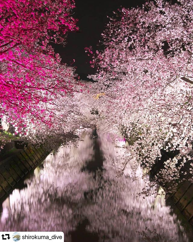 #repost @shirokuma_dive・・・【夜に映える】感動的な夜桜ライトアップに出会えました。こんな近くにこんないいところがあるとは。あまり知られていないのか昨今の影響なのか人もほとんどおらず綺麗な桜を独占できました。#gifuphoto #夜桜#夜桜ライトアップ #japan_night_view #streetphotography #night_shooterz #nightview #nightphotography #cherryblossom #cherryblossom #輪之内町