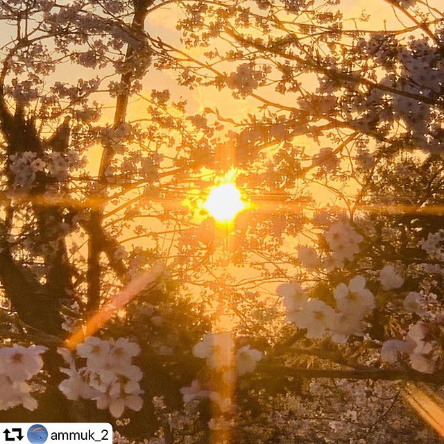 #repost @ammuk_2・・・Todays’ sunset, and her flowers.............#sunset #sunsetlover #sunsetloversgram #sakura #petals  #todays #naturelover #flowerlover #cherrytree #cherryblossom #blossom #blossomseason #さくら #はな #花 #sunandherflowers #japanview #gifu #gifuprefecture #gifuphoto #todayssunset #flowers #sakurapetals #bloomingflowers #bloom #fullbloom